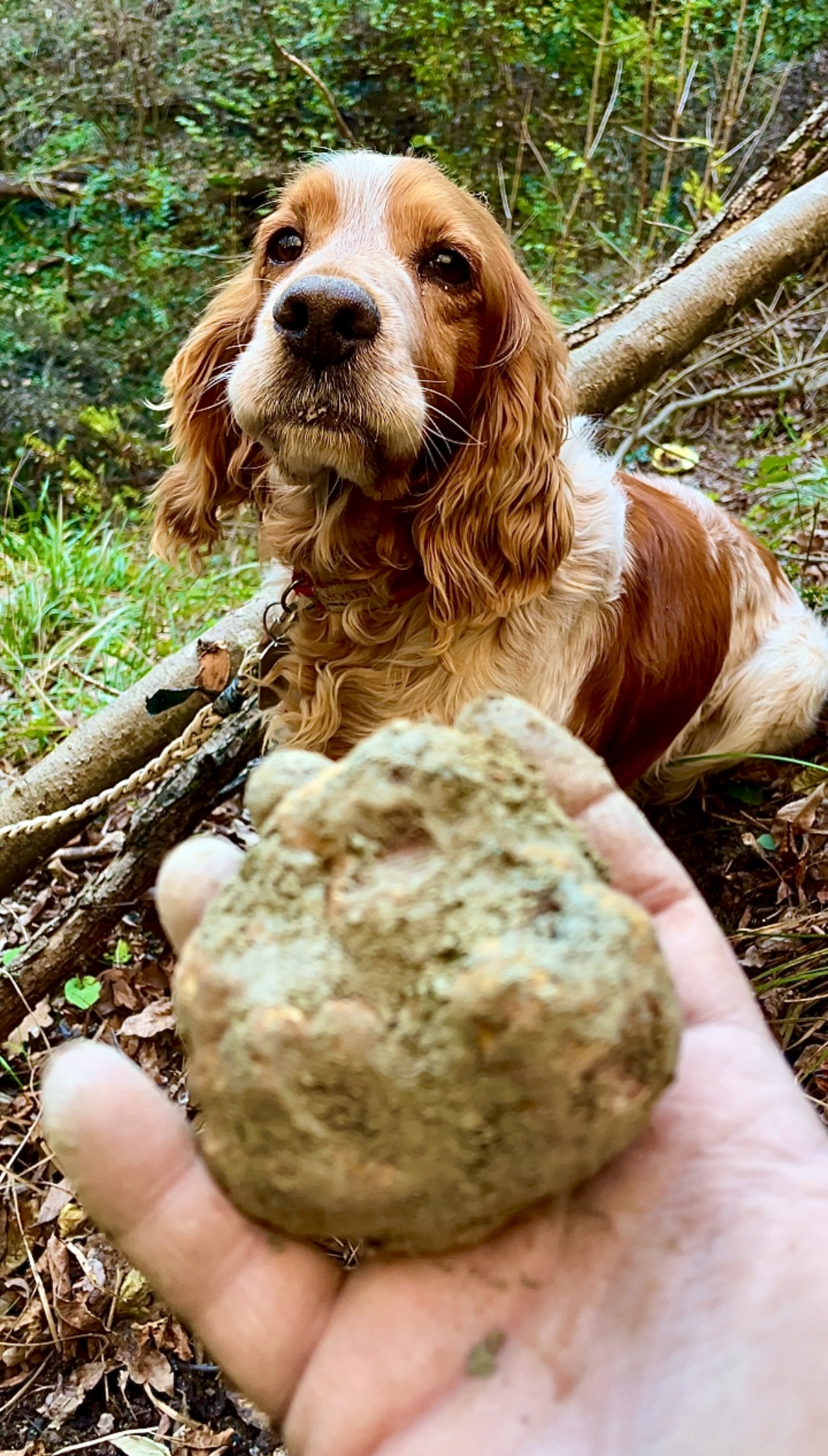 5 motivi per cui preferisco avviare i cani da tartufo nel bosco